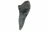 Partial Fossil Megalodon Tooth - South Carolina #268632-1